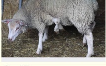 Charente: éleveur vend mouton "atypique à 5 pattes", prix à débattre
