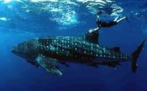 Un plongeur kiwi s’offre une séance improvisée de « Whale-riding » à Fidji
