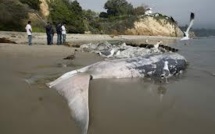 Des carcasses de baleines échouées sur la côte ghanéenne inquiètent les écologistes