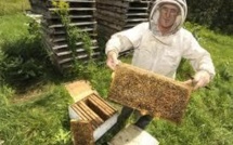 Cri d'alarme d'apiculteurs pour stopper "l'hémorragie des abeilles" et les méfaits des pesticides