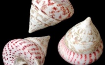 Trocas : les quotas de pêche déplafonnés pour quatre communes de Tahiti