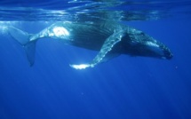 Concours vidéo-photo : Le jury ému par la 'petite fille à la baleine'