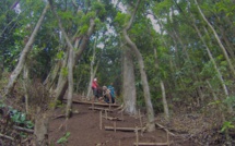 Moorea biodiversité : l'appel de la forêt