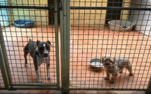 Chats, chiots, dauphins: adoption définitive d'un texte emblématique contre la maltraitance