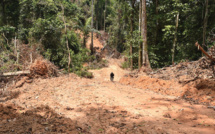 Brésil: progression record de la déforestation en Amazonie