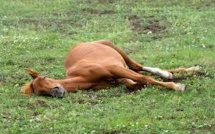Santé cheval : épizootie de myopathie atypique ou "maladie du pré" en France