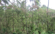 ​Une enquête publique ouverte pour un projet de 16 nouvelles habitations à Maharepa