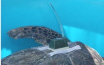 Appel à témoin: on recherche une tortue verte dans la zone de Mahaena à Hitia