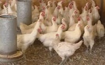 Appel à la vigilance après un nouveau type de grippe aviaire chez l'humain