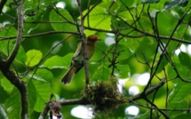 Sauvegarde du Monarque de Tahiti : la SOP Manu sensibilise les politiques