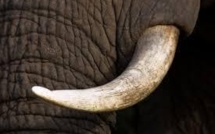 Les Etats-Unis détruisent six tonnes d'ivoire confisqué