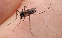 Parce qu’ils sont vecteurs de maladie, il faut faire la guerre aux moustiques