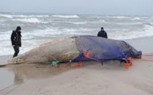 Des baleines d'une espèce rare s'échouent sur une plage en Nouvelle-Calédonie