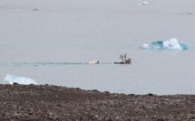 Une scène de chasse atypique interroge sur le menu des ours polaires