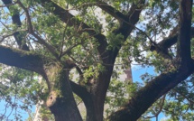 Un maru maru menace le phare de la pointe Vénus