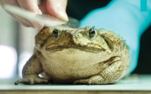 Taïwan s'empresse d'endiguer une soudaine invasion de crapauds-buffles