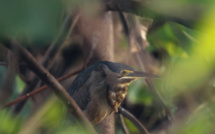Le héron strié en danger au fenua
