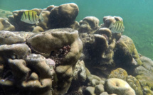 Les coraux de l'ouest de l'océan Indien risquent de s'effondrer, selon une étude