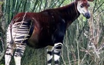 L'okapi, "la girafe des forêts", rejoint la liste rouge des espèces menacées