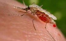 Novartis a découvert une nouvelle cible médicamenteuse pour le paludisme