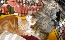 Sauvetage de 130 chiens et huit chats reclus dans une maison à Mexico