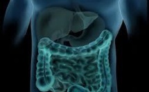 Face aux toxiques alimentaires, l'intestin en première ligne