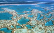 Du sperme congelé pour sauver la Grande Barrière de Corail