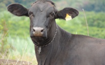 Déforestation: plusieurs supermarchés européens retirent des produits à base de boeuf brésilien