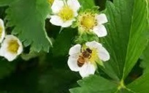 La pollinisation par les abeilles donne des fraises plus fermes et plus grosses