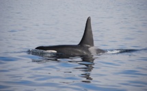 Avec le recul de la banquise, les orques de plus en plus dans l'Arctique