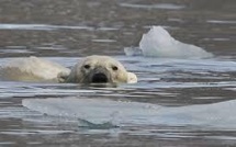 Exploitation du pétrole et trafic maritime : les nouvelles menaces pour l'ours polaire