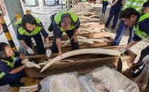 La France durcit sa lutte contre le trafic d'espèces menacées