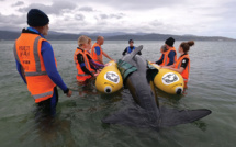 Nouvelle-Zélande: une armée de bénévoles se forme au sauvetage de cétacés