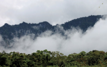 En Papouasie, les espèces "reines de la forêt" menacées par la déforestation