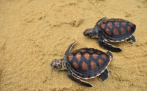 Les tortues marines de retour sur les plages de Thaïlande depuis la pandémie