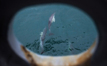 Captures accidentelles de dauphins: rejet de la suspension provisoire de la pêche