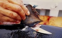 Les ONG saluent la fin des ailerons de requin dans les banquets officiels chinois