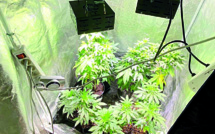 Un trafic d'herbe “online” stoppé par les gendarmes