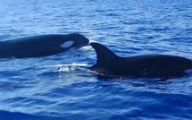Les orques, c'est assez rare