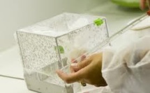 Paludisme : la lutte avance à pas de géant, mais l'éradication est encore loin