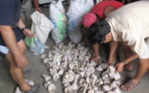 Pesée de trocas à Tautira : 219 familles pour 50 tonnes de coquilles