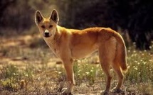 Les dingos, emblèmes de l'Australie, risquent de disparaître
