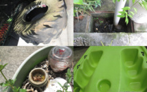 Dengue/zika : les risques vont augmenter avec l'arrivée des pluies