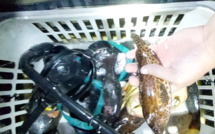 Pêche interdite : Tel est pris qui croyait prendre