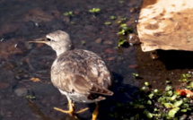 Les chevaliers errants de passage au fenua