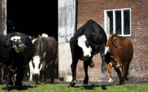 Climat: les agriculteurs néerlandais au pied du mur