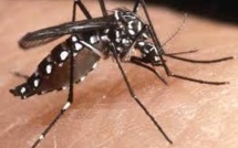 Apparition du chikungunya aux Antilles: début d'épidémie à Saint-Martin