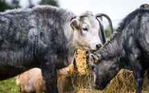 Les vaches bleues de Lettonie sauvées de l'extinction