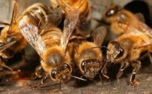 Plusieurs ONG veulent défendre les abeilles devant la Justice européenne