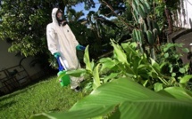 Lutte contre les moustiques : les grandes manœuvres en préparation